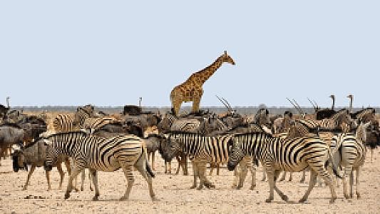 Dubai Safari Park : A Wildlife Adventure You Can’t Miss