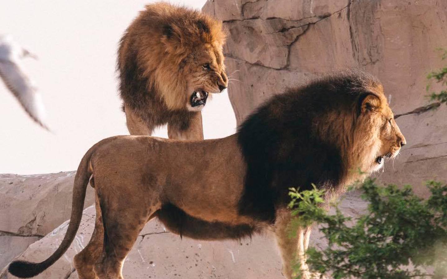 lions at dubai safari park, dubai