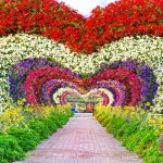 floral view of dubai miracle garden