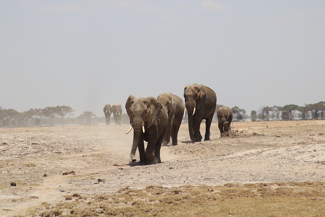 elephants at dubai safari park