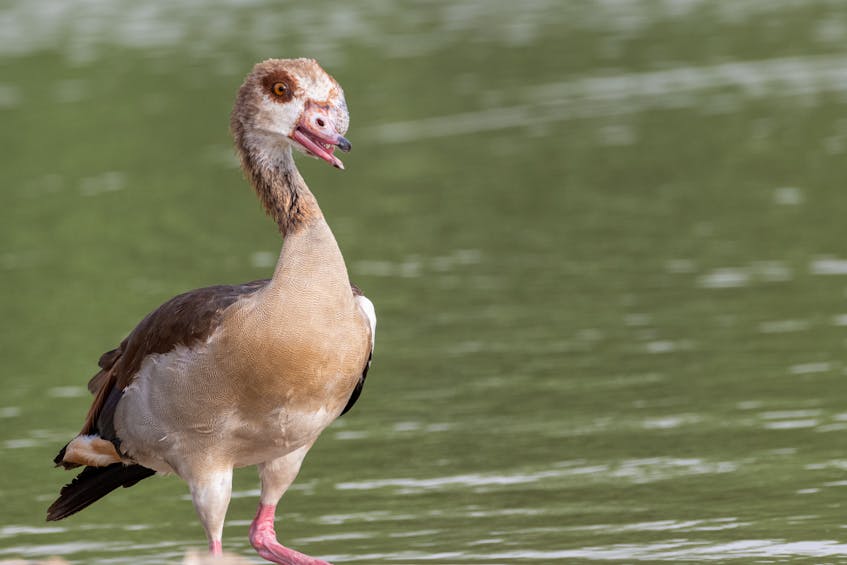 a bird in a mushrif park dubai