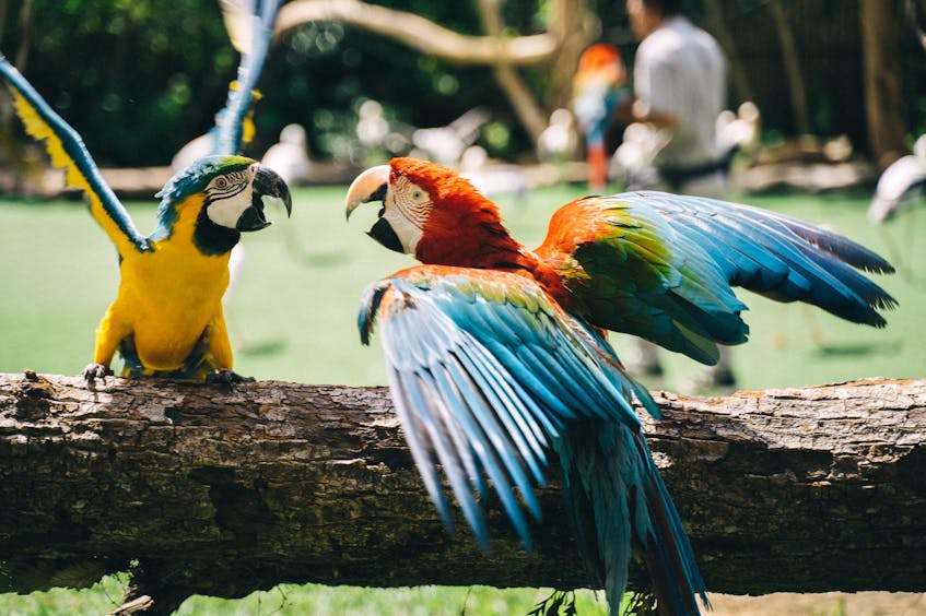 the birds in green planet in dubai